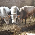 La Mussia Farma