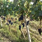 Farma La Mussia Castelnuovo (Asti)