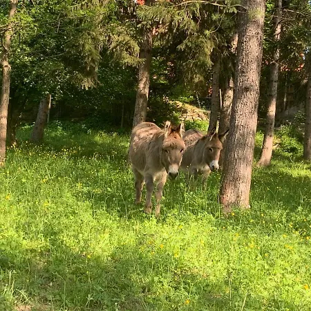 Séjour à la ferme La Mussia