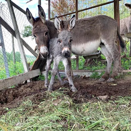 Bauernhof La Mussia